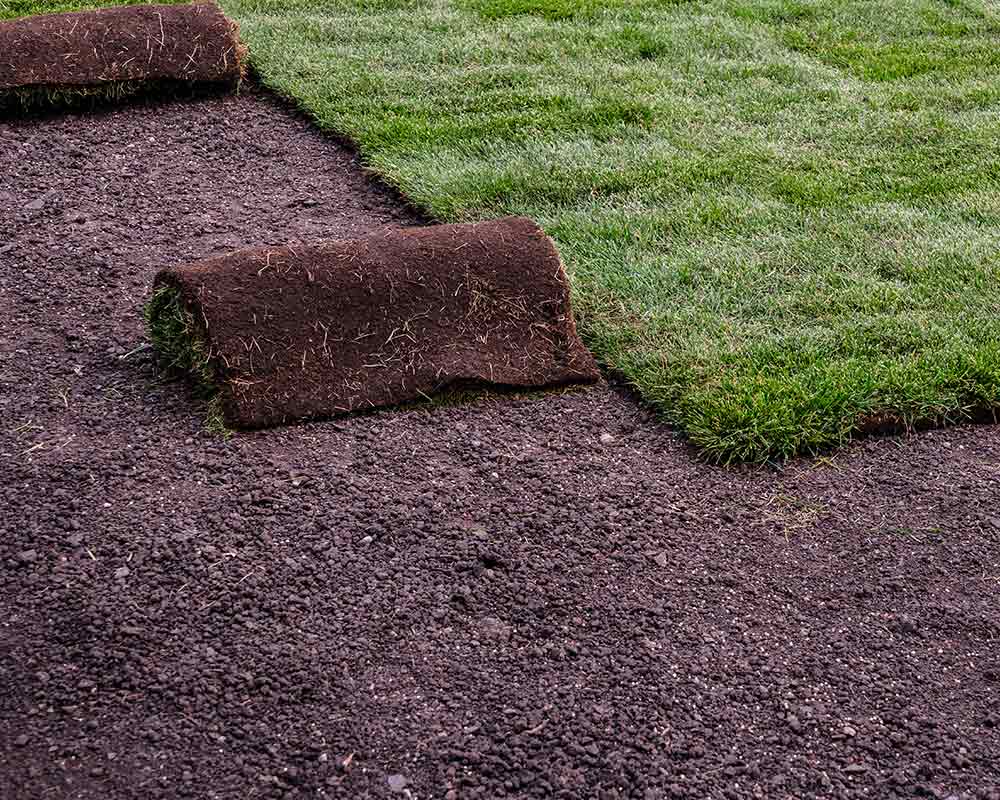 sod grass lubbock tx