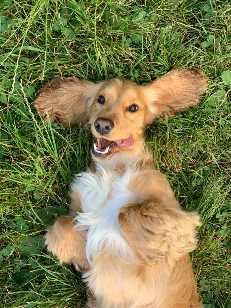 ralu gal G8cB8hY3yvU unsplash - Pest Control Services