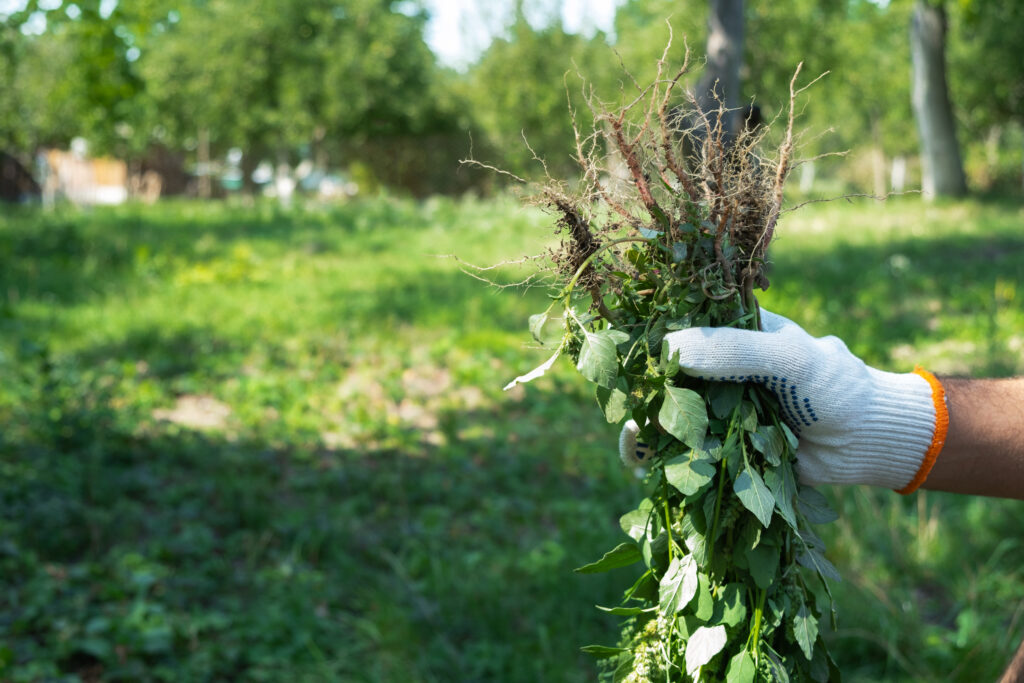 A hand with weeds in the garden background. Gardening concept - Types of Weed Killer for Successful Weed Control | What is pre-emergent?