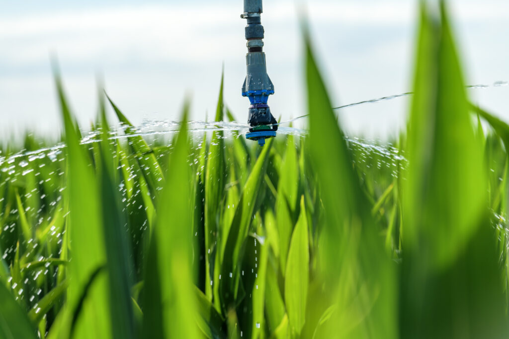 Sorghum crops plantation irrigation - Benefits of Fertilizer