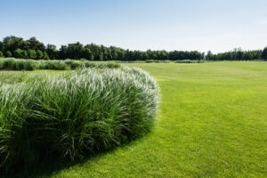 fresh grass near green trees against sky in park