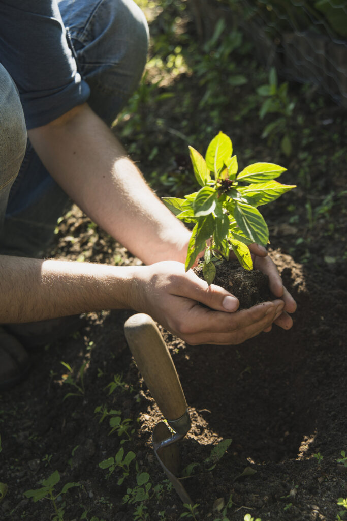 Gardener putting plant into ground
