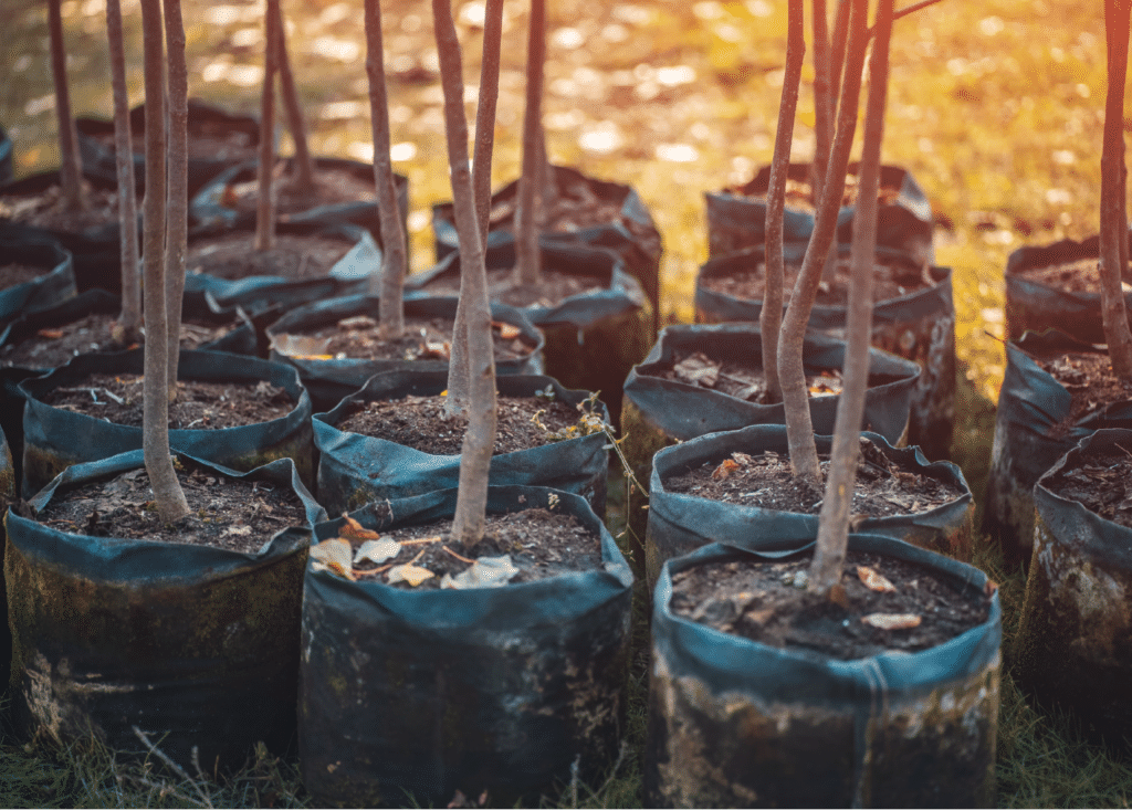 planting trees bautista