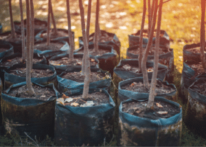planting trees bautista
