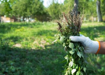 A hand with weeds in the garden background. Gardening concept - Types of Weed Killer for Successful Weed Control | What is pre-emergent?