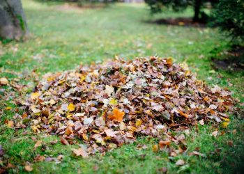 dry foliage collected in heaps during cleaning in 2025 03 06 01 00 52 utc