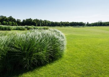 fresh grass near green trees against sky in park