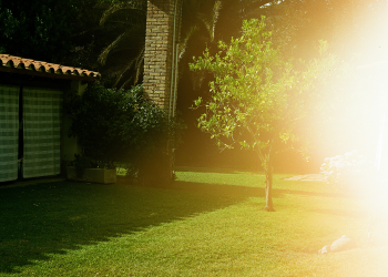 lawn care lubbock summer