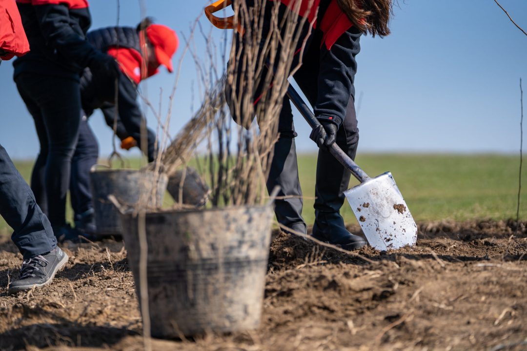 Pair of individuals using shovels to dig in soil Pair of individuals using shovels to dig in soil