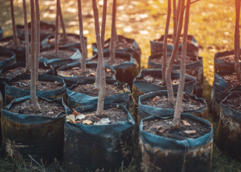 planting trees bautista