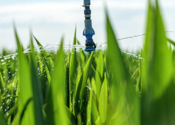 Sorghum crops plantation irrigation - Benefits of Fertilizer