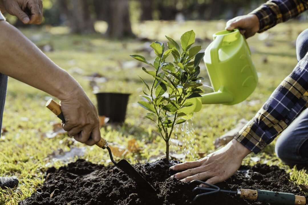 two men planting a tree and watering the trees to 2025 02 19 02 58 36 utc two men planting a tree and watering the trees to 2025 02 19 02 58 36 utc