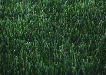 wendy aros routman OmQ9a7ayw98 unsplash - our projects - Sprinkler Repair Lubbock and Artificial Grass